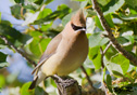 Bombycilla cedrorum